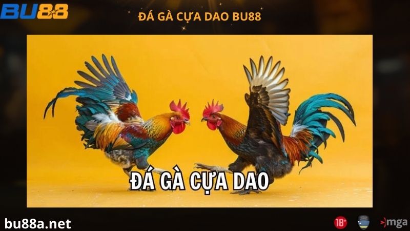 Đá gà cựa dao tại BU88 là gì?
