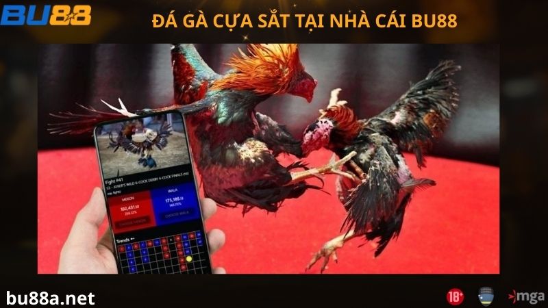 Đá gà cựa sắt là gì?